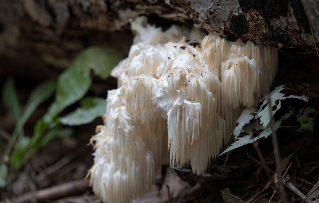 Lions mane lions mane
